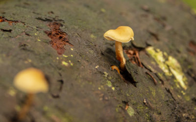 Mushroom Photo Essay