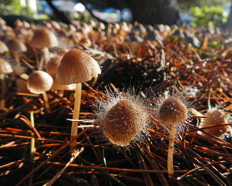 More Mushrooms: Another Photo Essay