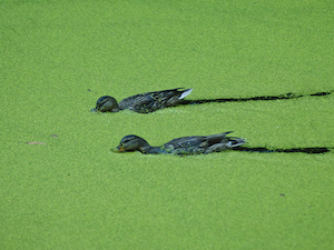 10 Things About Duckweed