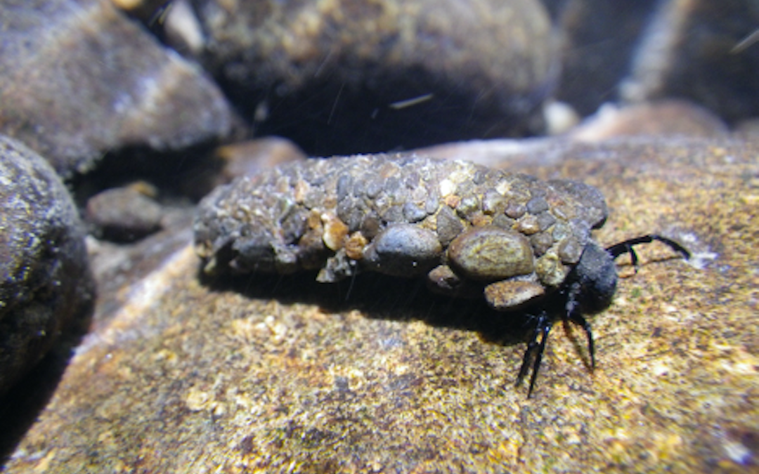 Sacred Stream Insects