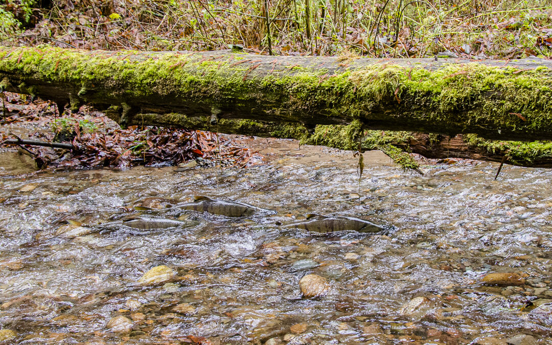 The Many Lives of Tree