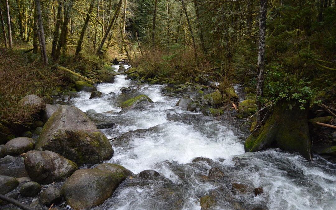 Salish Sea and Dinosaur Pee