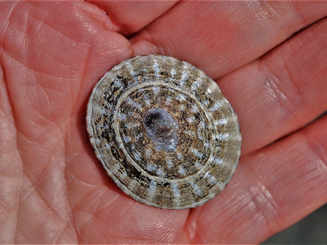 Limpet meaning