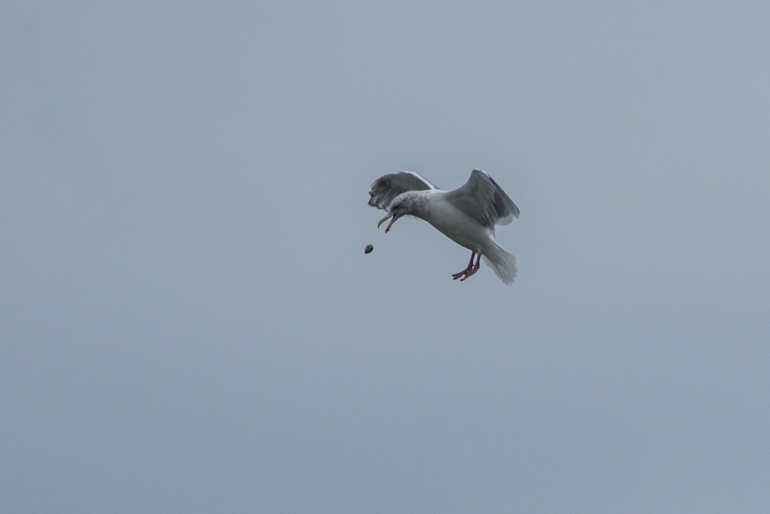 Gull dropping clam