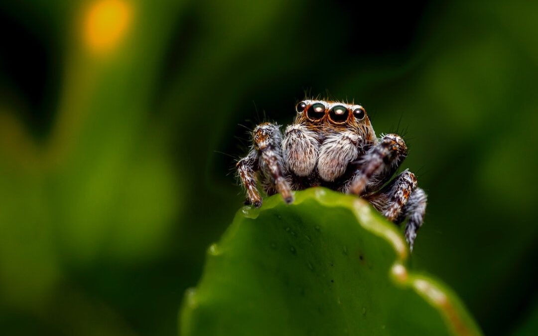 Rackny the Jumping Spider