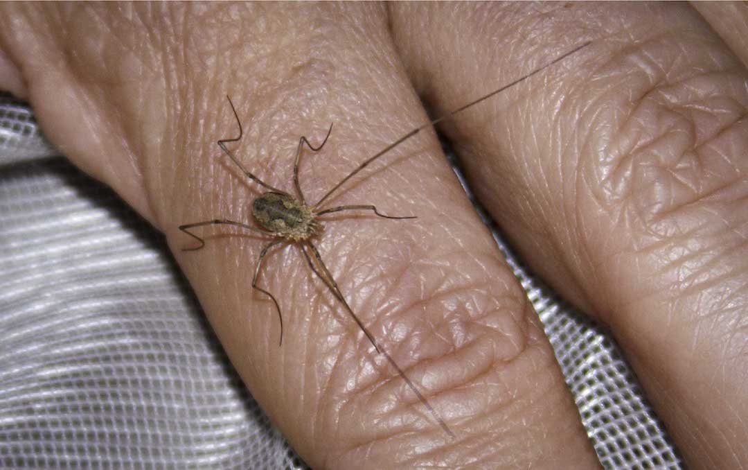 Myth: Daddy-longlegs would be deadly but