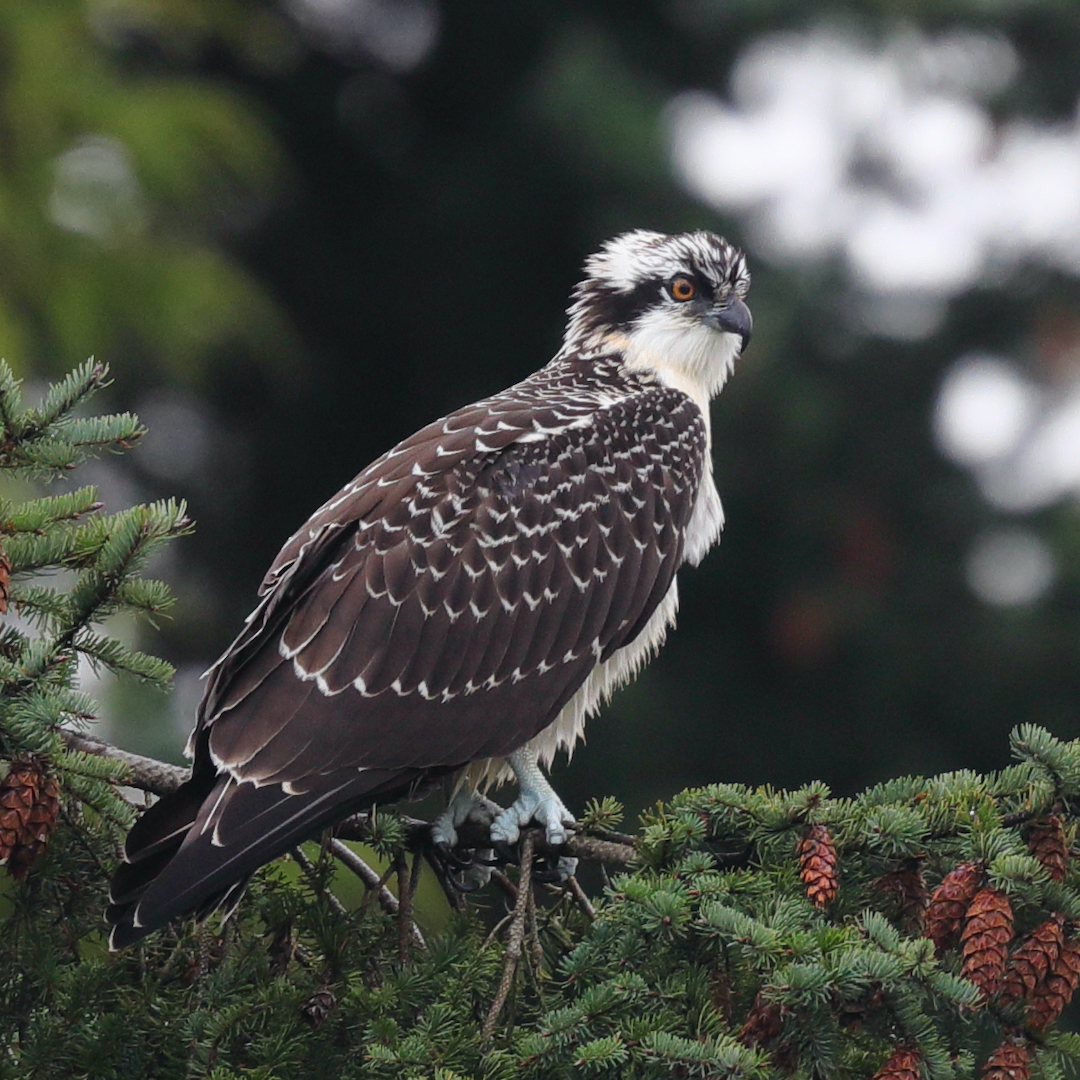 osprey