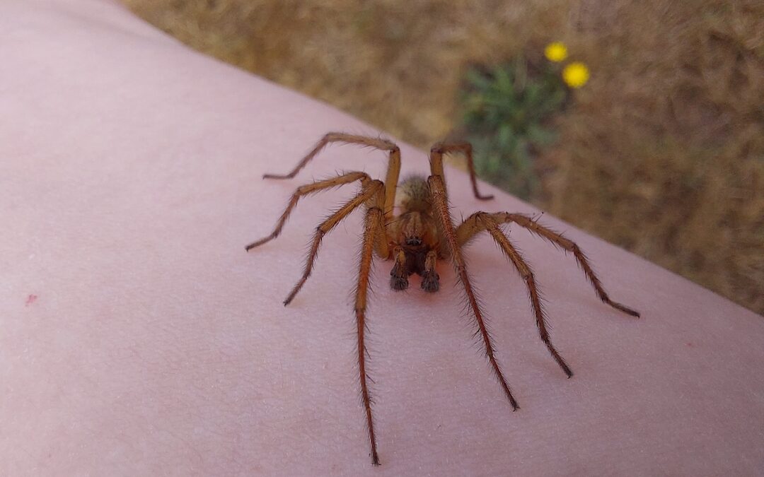Protected: Hobo Spider