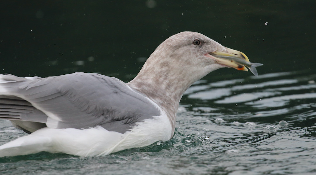 gull with fish