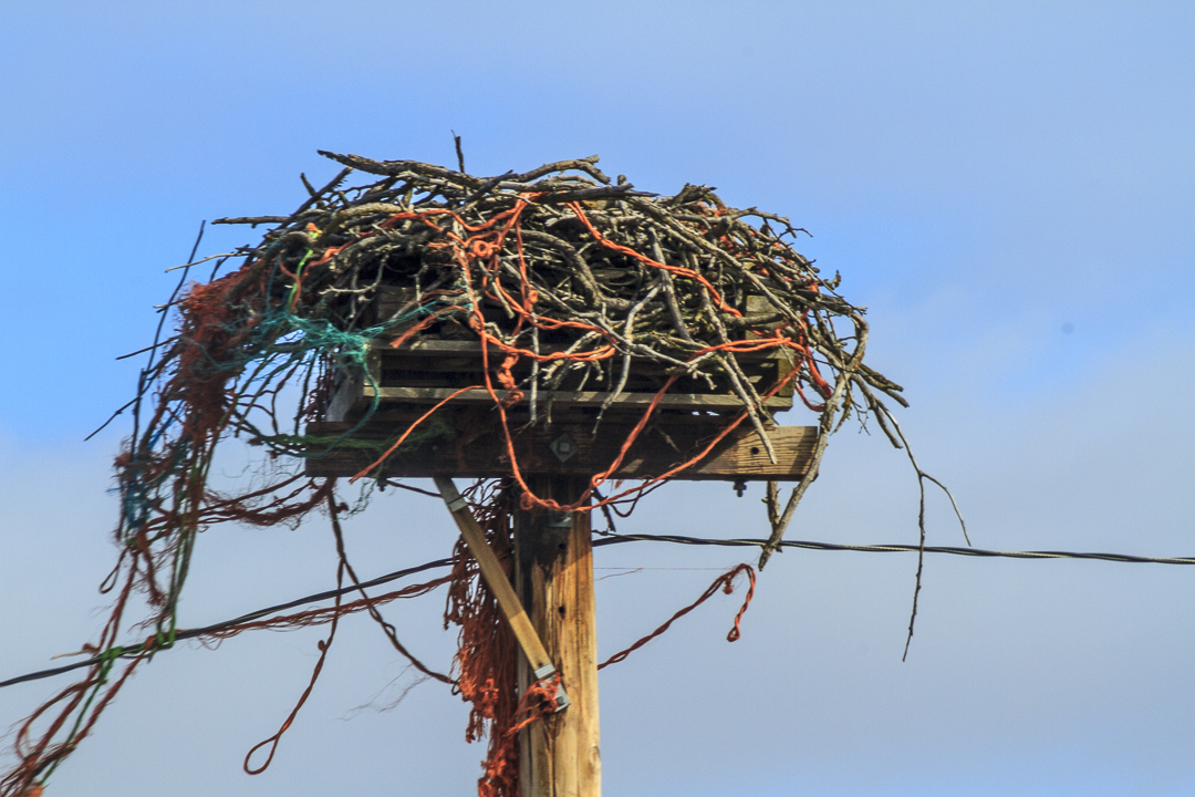Osprey nest