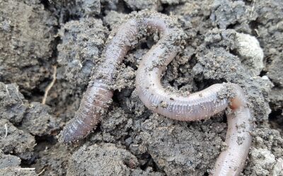 I Dig Worms