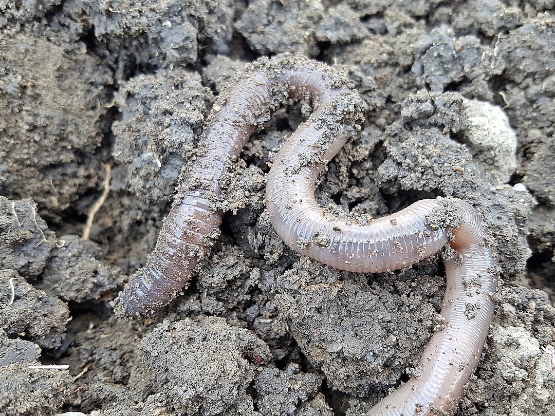 I Dig Worms | Salish Magazine