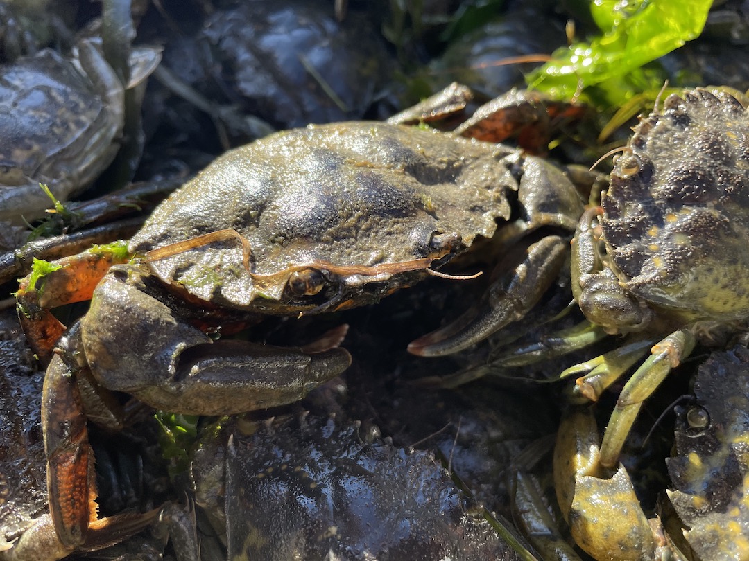 Closeup of green crabs