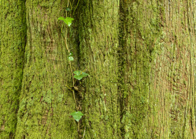 English Ivy on Cedar. photo by John F. Williams