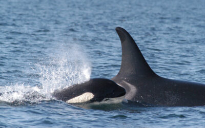Invasives and killer whales