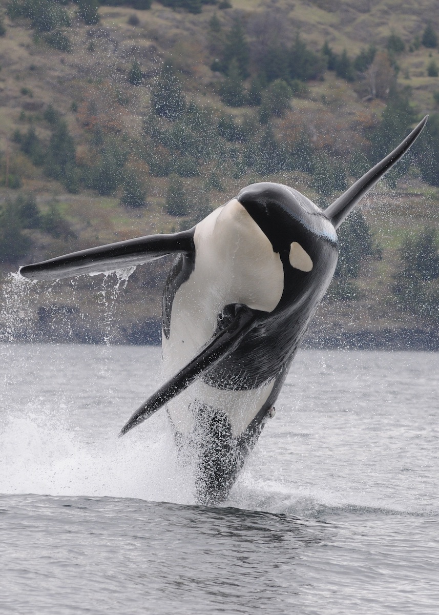 Orca jumping