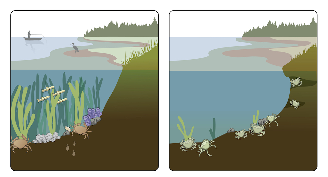 Impacts of European green crab