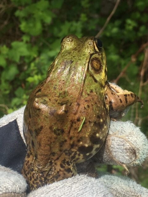 Green Frogs and Bull Frogs are - Point Pelee National Park
