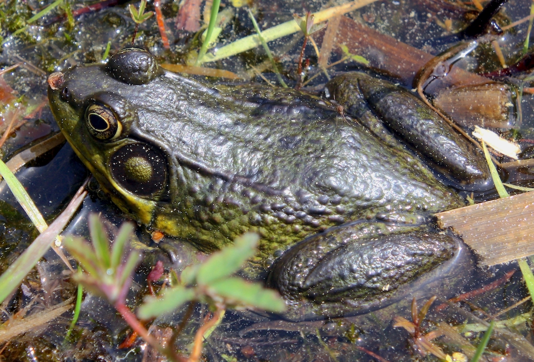 Male green frog