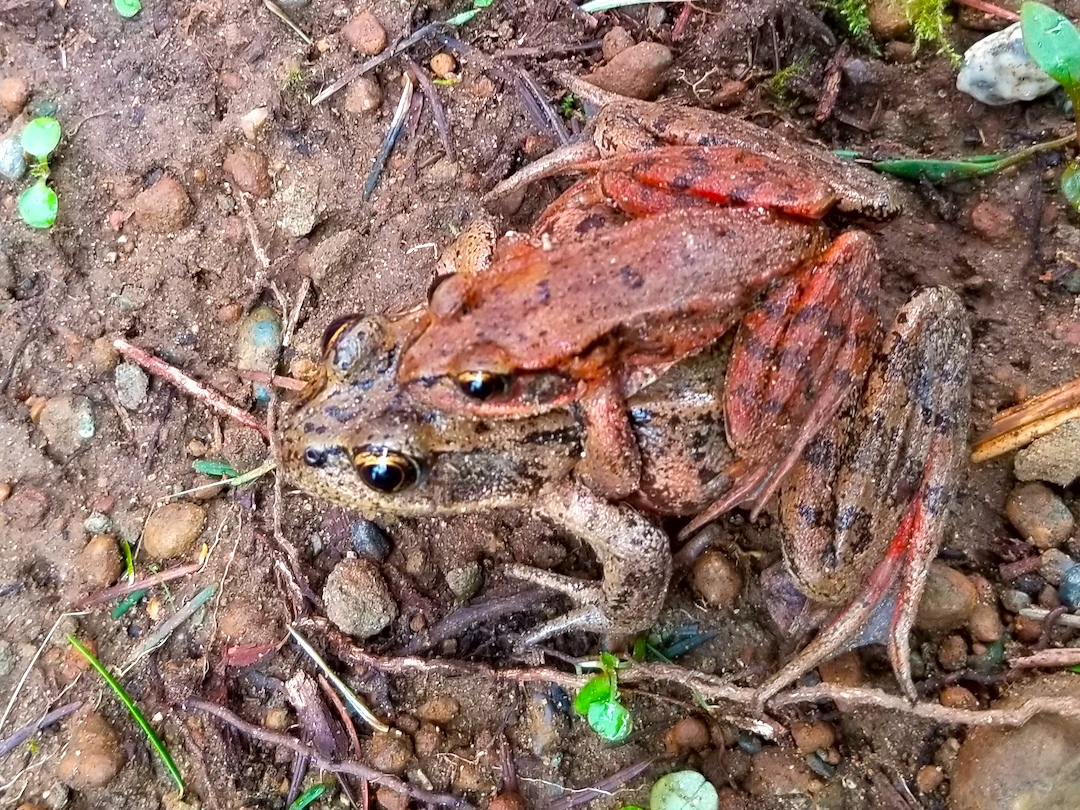 Red-legged frogs