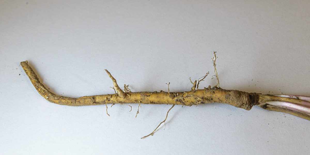 Dandelion root