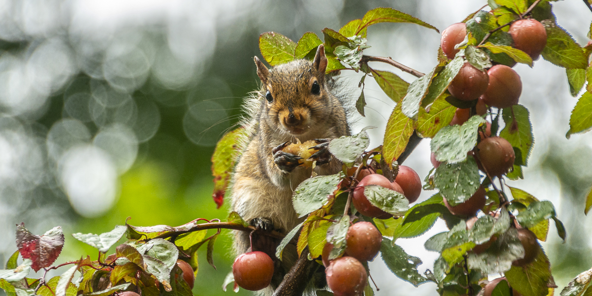 squirrel eating plum