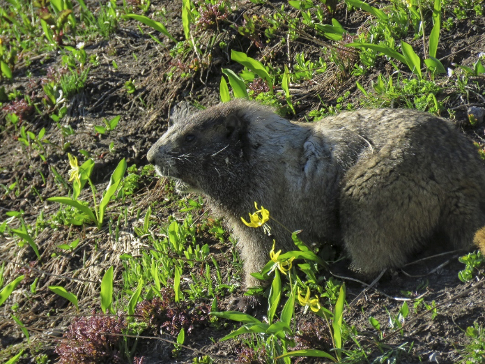 marmot