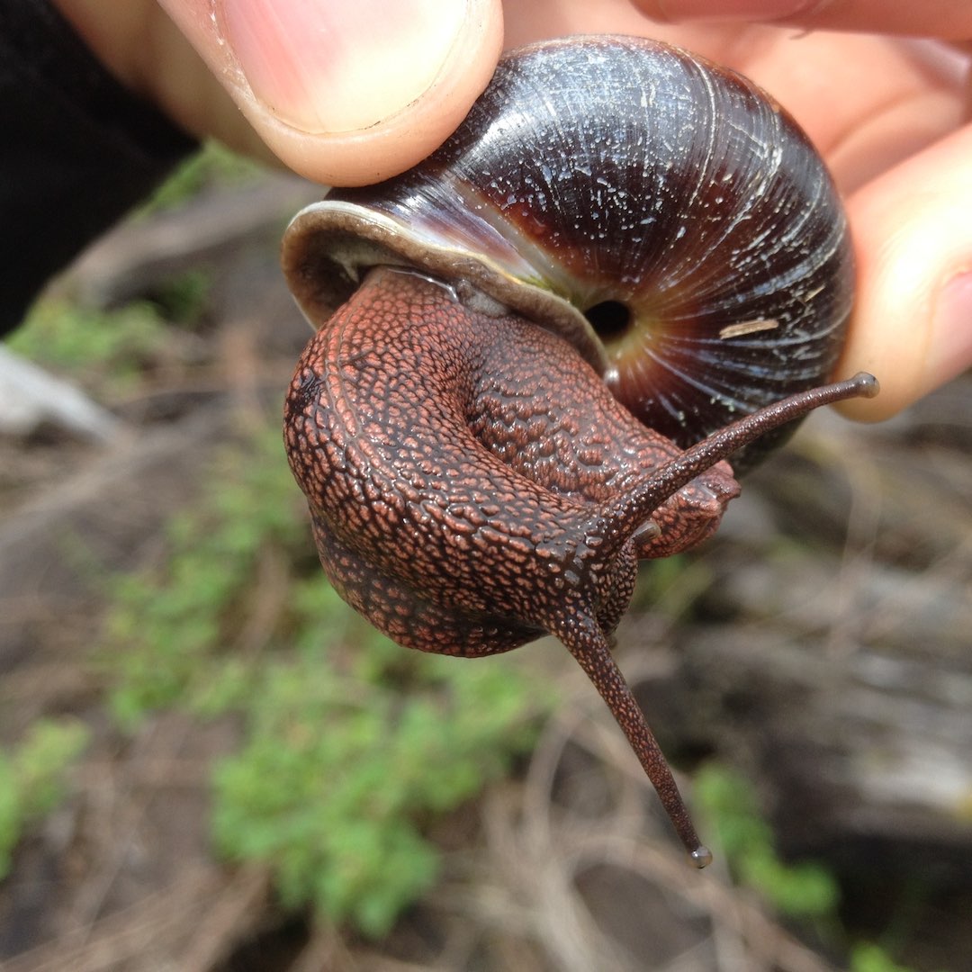 Native Pacific sideband snail 