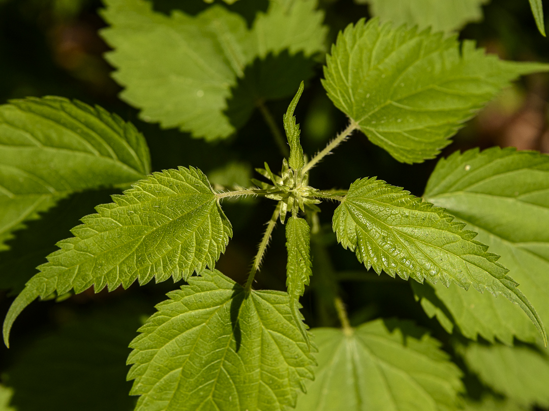 Stinging nettle