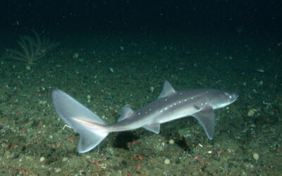 Specters in the Dark