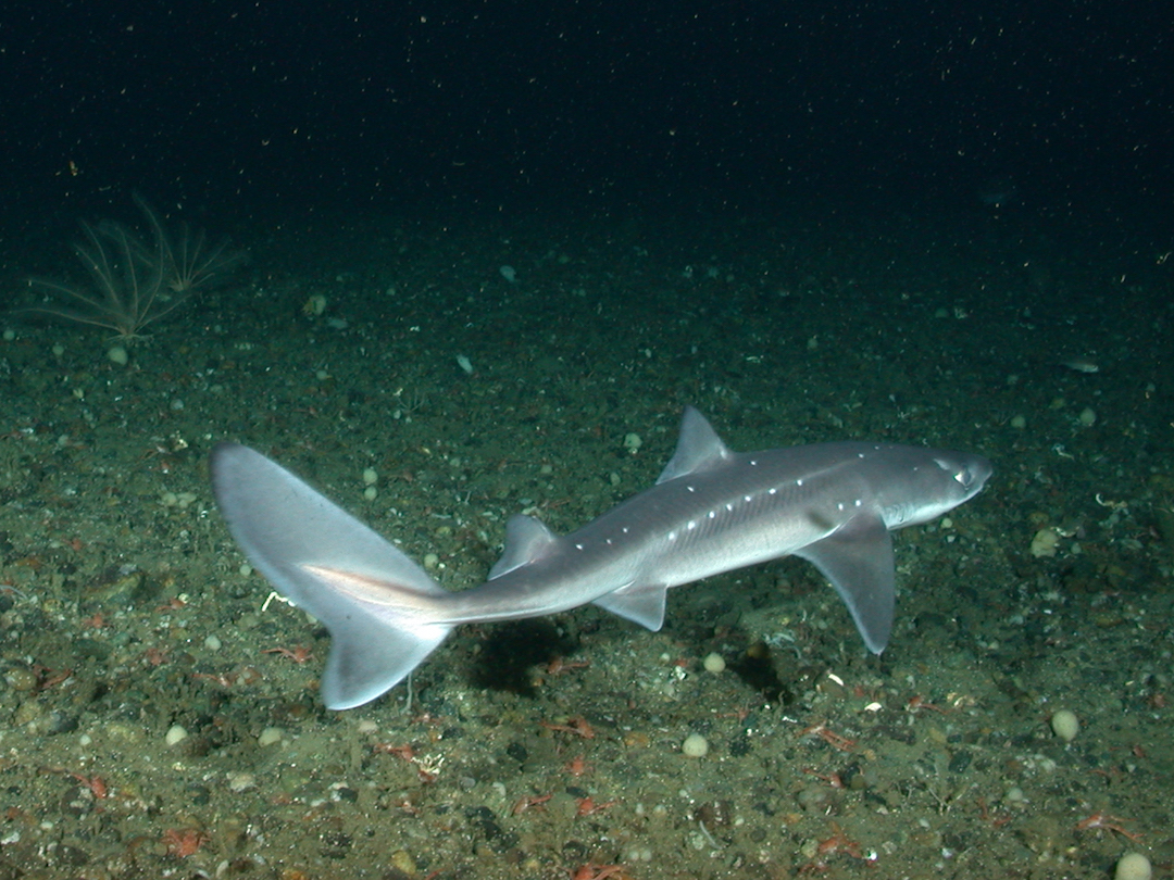 Spiny dogfish