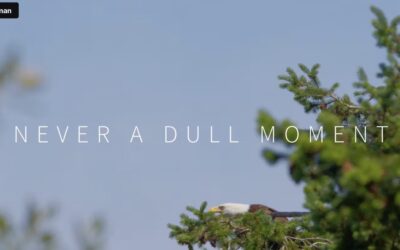 Never a Dull Moment