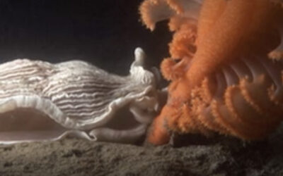 Attack of the Sea Slugs