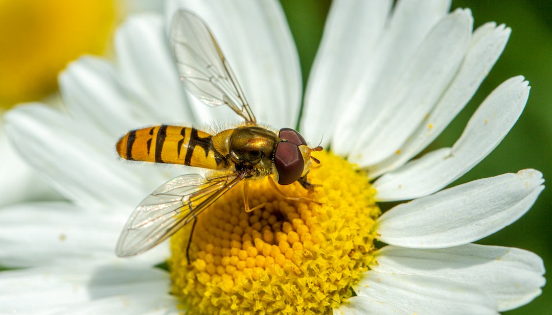 Hover fly