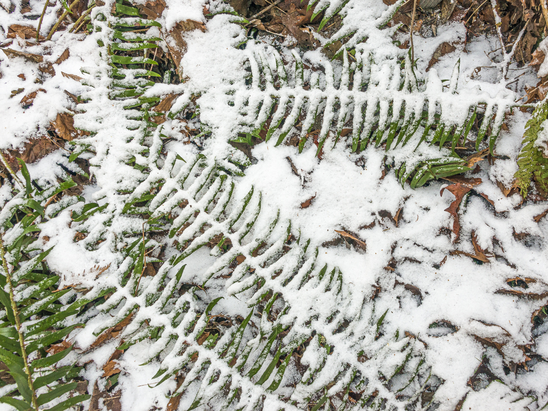 Snow on sword ferns