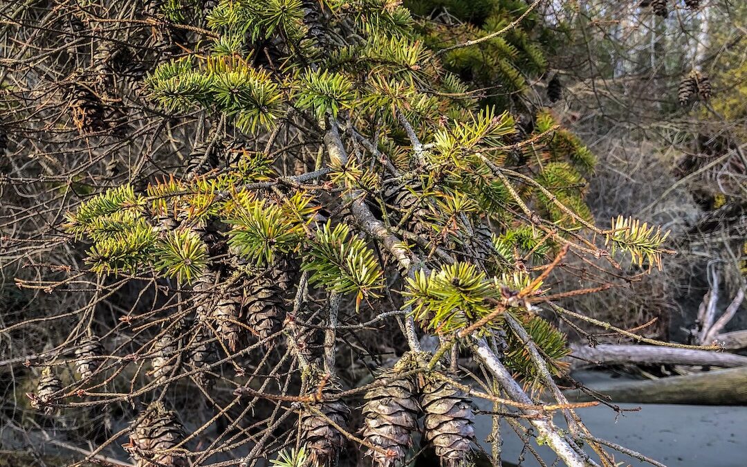 Protected: Evergreens Up Close
