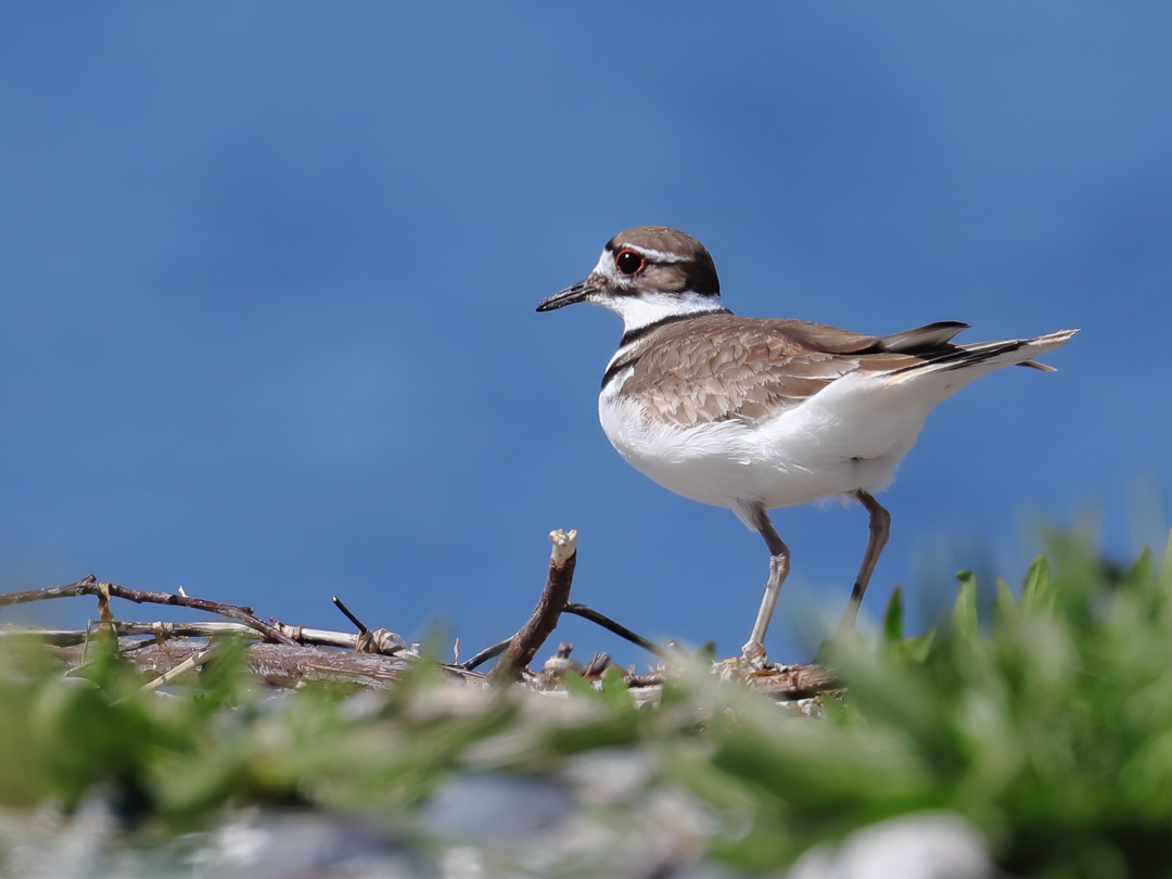 killdeer