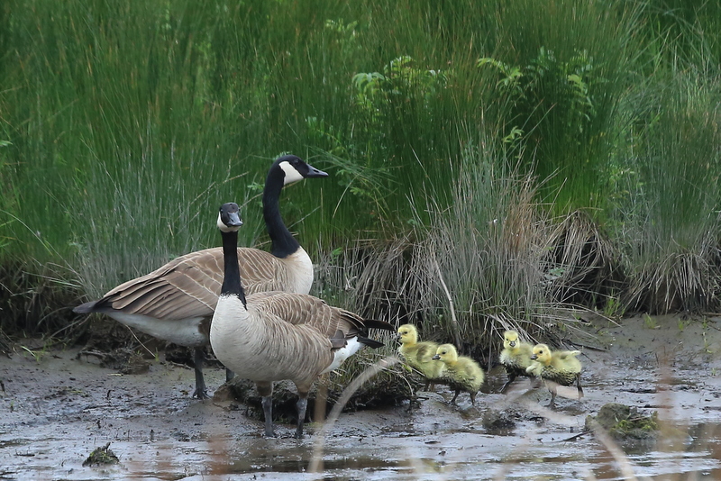 Canada goslings Canada goslings