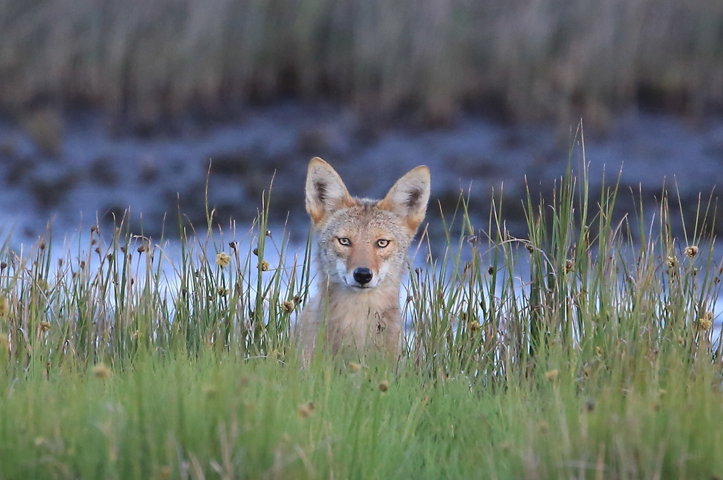 Coyote at Marsh Coyote at Marsh