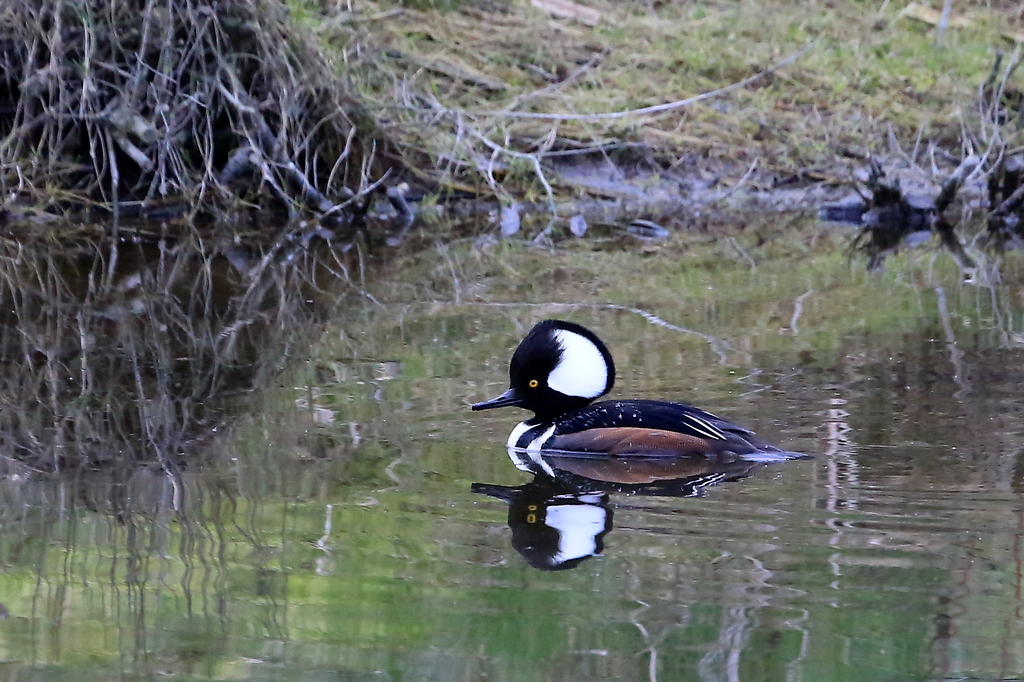 Hooded Merganser Hooded Merganser