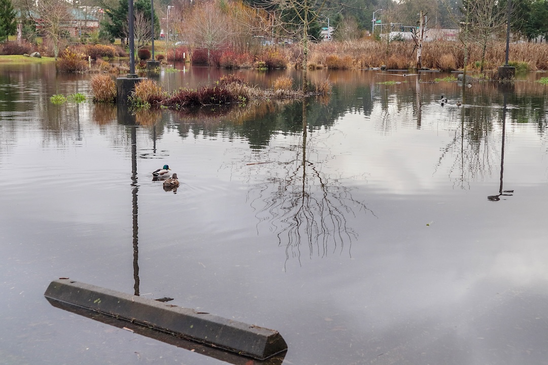 An image of a Yauger Park’s expansive rainy season pond. In the foreground of the image are ducks floating in a parking lot covered in water. The pond expands to the background of the image where there are wetland plants.