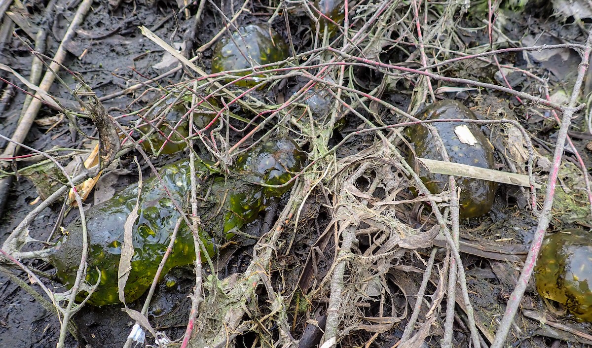 Green masses of Northwestern salamander eggs on dry land covered by plant debris