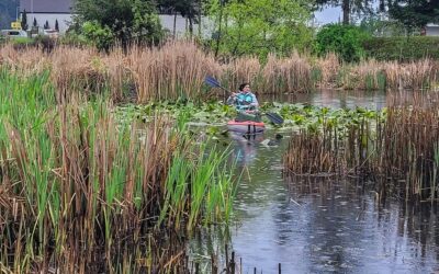 Salamanders, Stormwater, and Skateboards