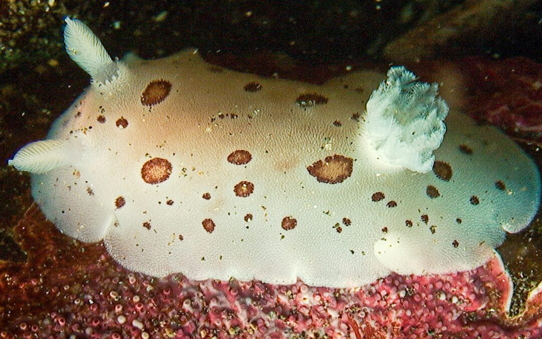 Spending Time Underwater