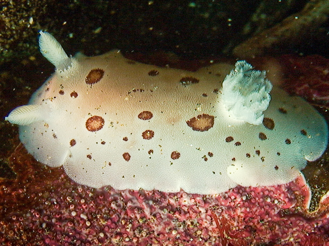 nudibranch