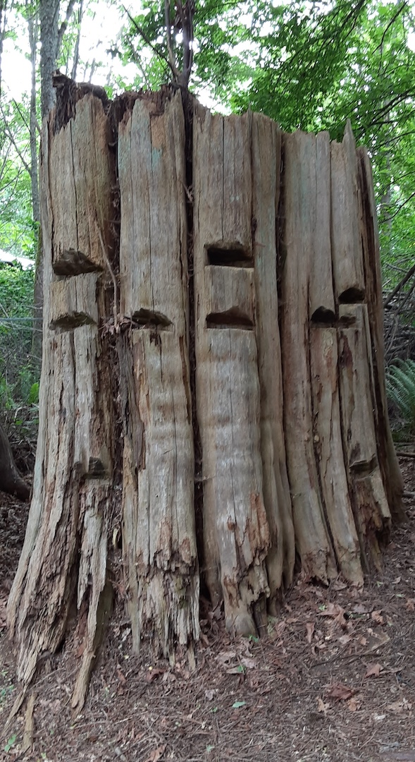 Giant Stump Giant Stump