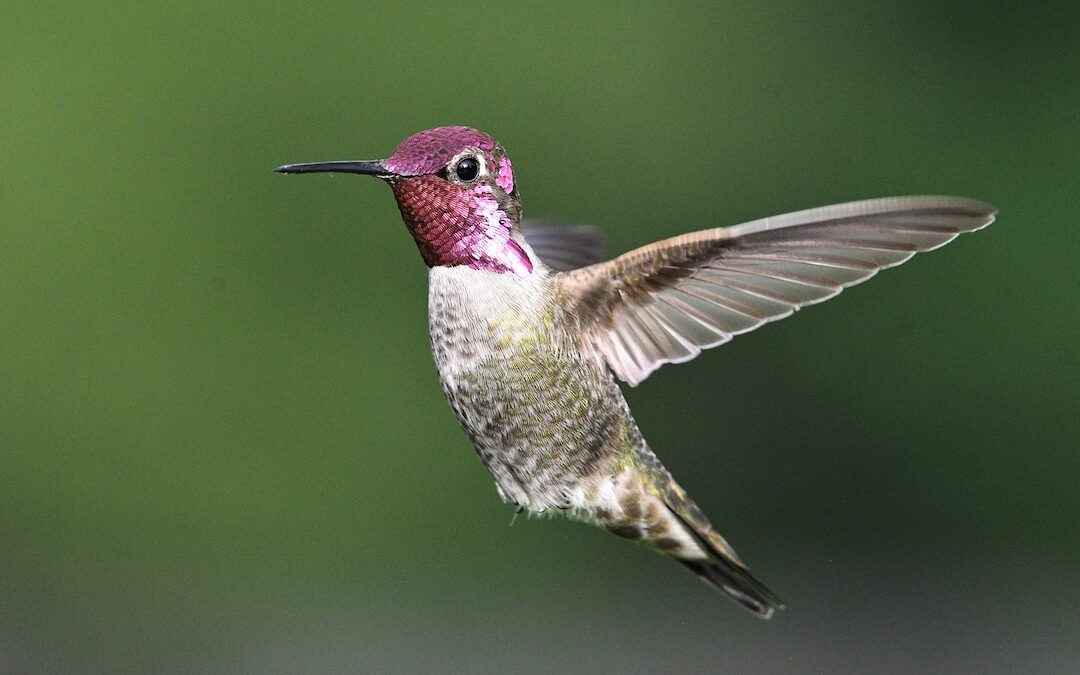 Joy & Woes: Anna’s Hummingbirds