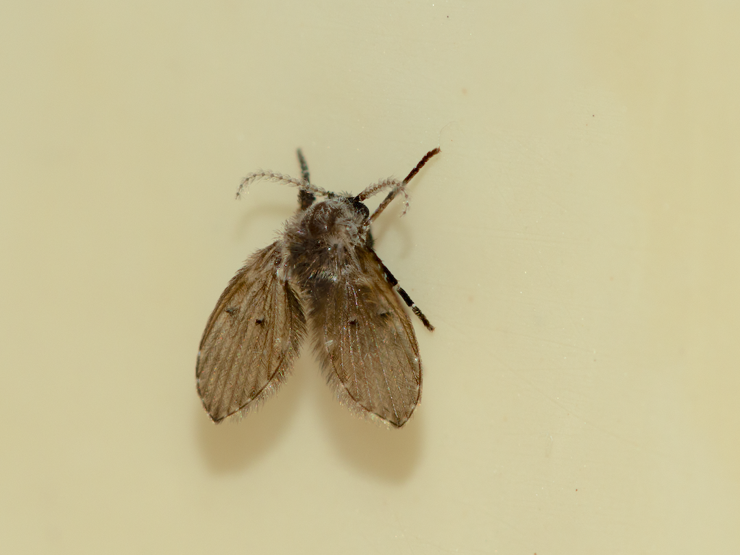 Clogmia albipunctata or drain fly