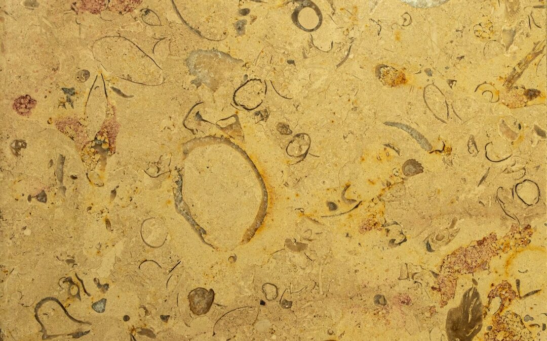 Neanderthals in the House