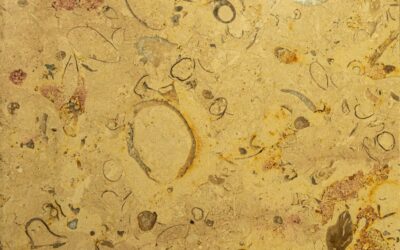 Neanderthals in the House